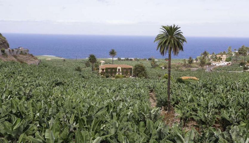 Tenerife localizaciones rodajes cine tv foto finca platanera camino carretera casa señorial solariega colonial palmeras mar plantas trepadoras