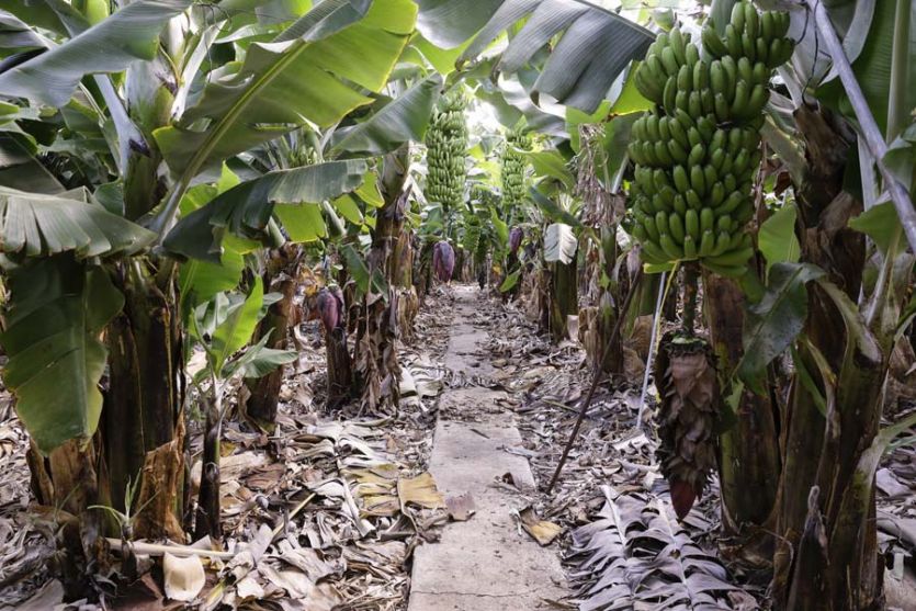 Tenerife film tv photoshoot locations alley passage Latin America bananas walls